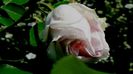 DSC02334