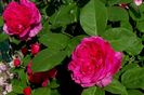 DSC02339