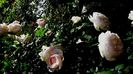 DSC02343