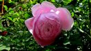 Alan Titchmarsh