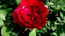 DSC02350