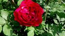 DSC02353