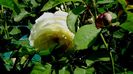 DSC02355