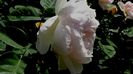DSC02367