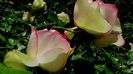DSC02385