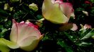 DSC02386