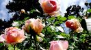 DSC02415