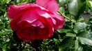 DSC02421