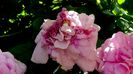 DSC02440