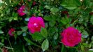 DSC02460