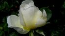 DSC02521
