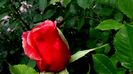 DSC02539