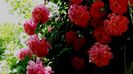DSC02576