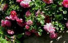 DSC02591