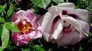 DSC02763
