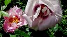 DSC02764
