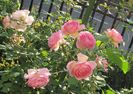 Jubilee Celebration