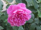 Harlow Carr