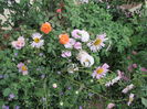 Lady Emma, ochiul boului, geranium