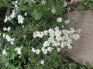 achillea ptarmica