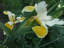 Iris spuria alb cu galben