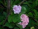 DSCN2896