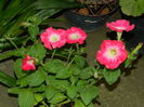DSCN2901