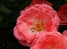 DSCN2911