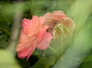 DSCN2928