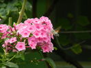 DSCN2932 insecta colibri pe flox