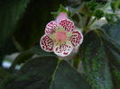 DSCN2962