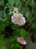 DSCN2967
