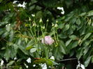 DSCN2988