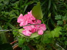 DSCN2995