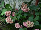 DSCN3004