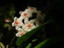 DSCN3008