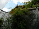 DSCN3021