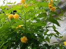 DSCN3029
