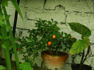 DSCN3120