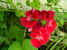 DSCN3135