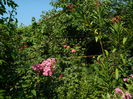 DSCN3139