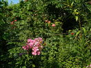 DSCN3140