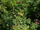 DSCN3141