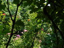 DSCN3145