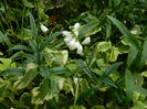 DSCN3164