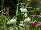 DSCN3178