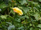 DSCN3183
