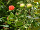 DSCN3184