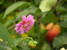 DSCN3186