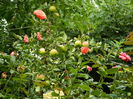 DSCN3187